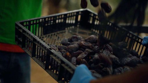 Palestinian Medjoul Dates